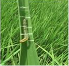 Rice Leafroller larvae